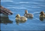 goslings