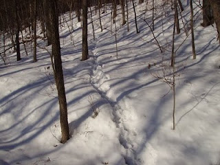 deertracks